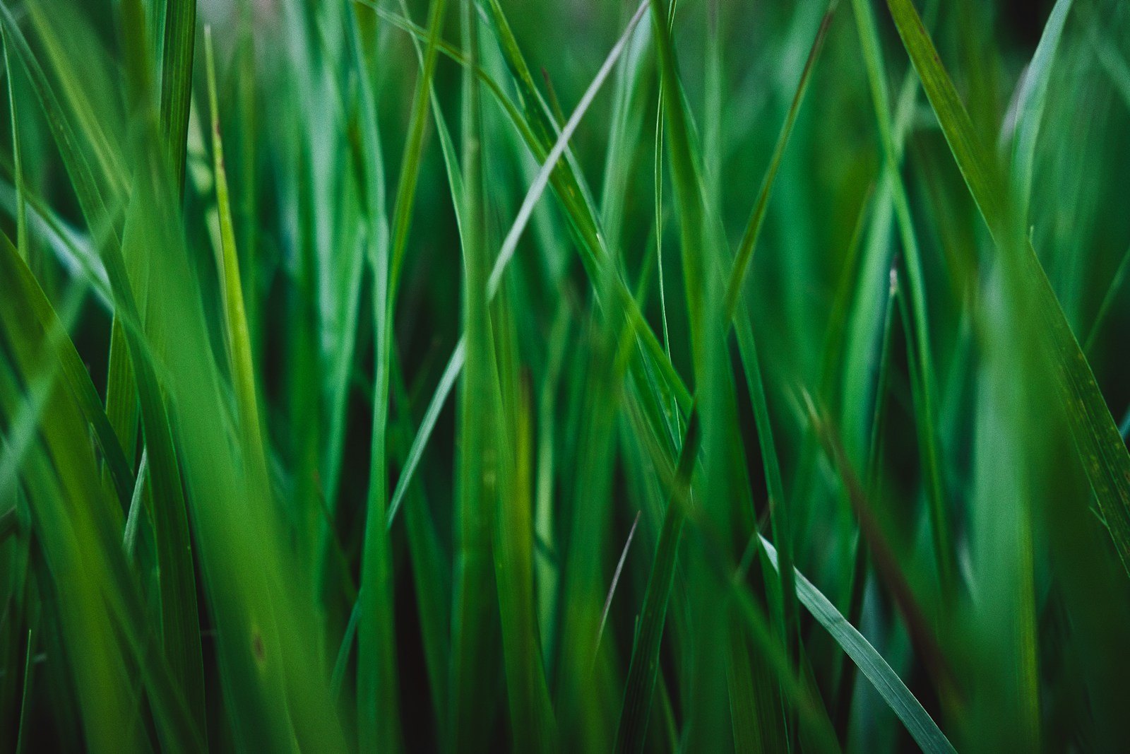 Illustrative forage seeds context